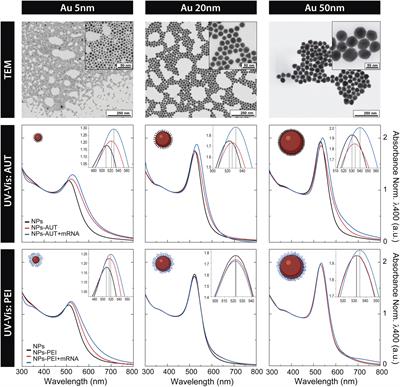 Exploiting endocytosis for transfection of mRNA for cytoplasmatic delivery using cationic gold nanoparticles